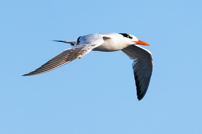 Royal Tern by Leander Khil - Organikos