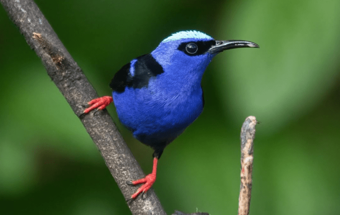 Red-legged Honeycreeper by Richard Kostecke - Organikos