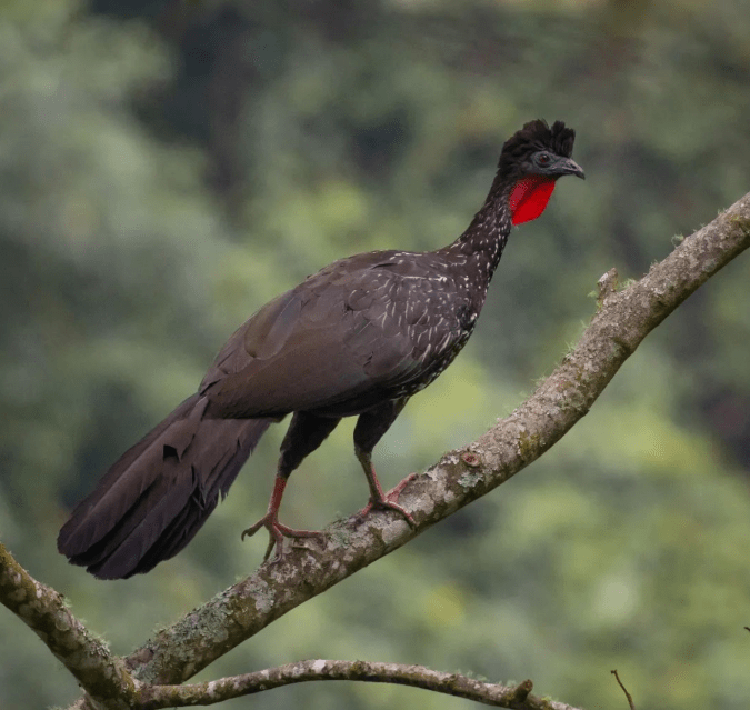 Crested Guan by Daniel Aldana - Organikos