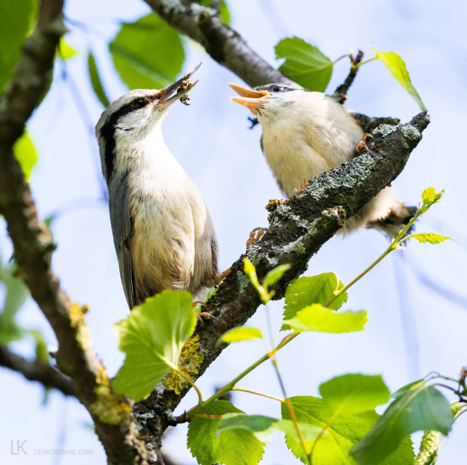 Eurasian Nuthatch by Leander Khil - Organikos