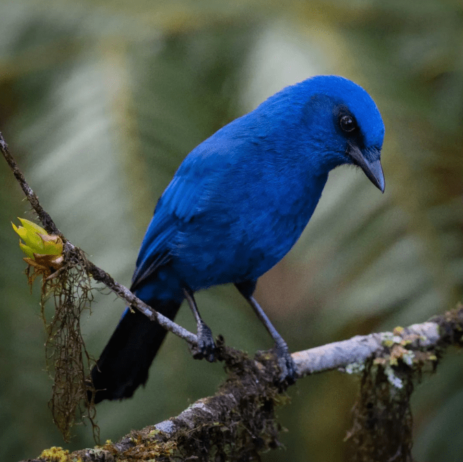 Unicolored Jay by Daniel Aldana - Organikos