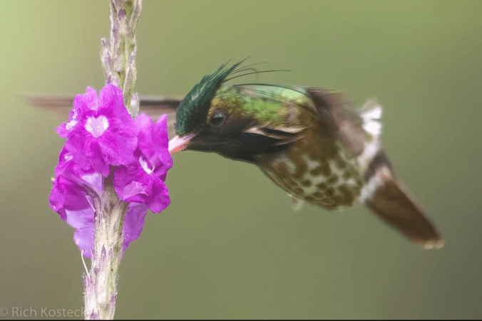 Black-crested Coquette by Richard Kostecke - Organikos