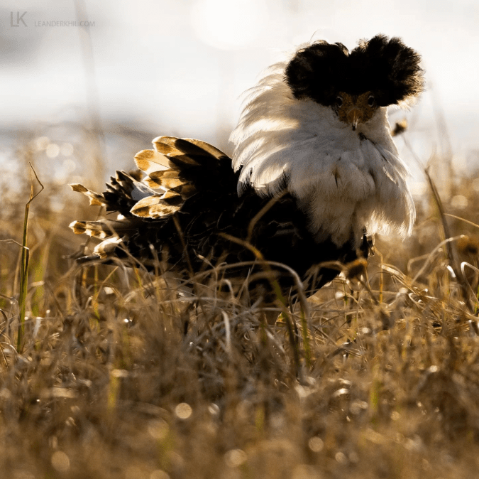 Ruff by Leander Khil - Organikos