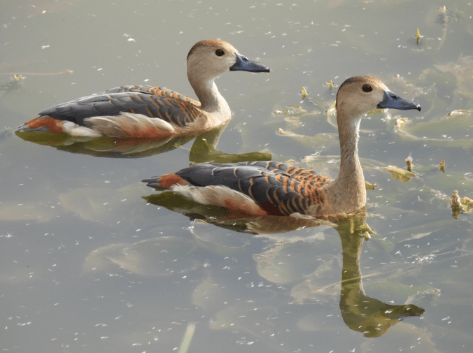 Lesser Whistling Duck by Ramesh Desai - Organikos