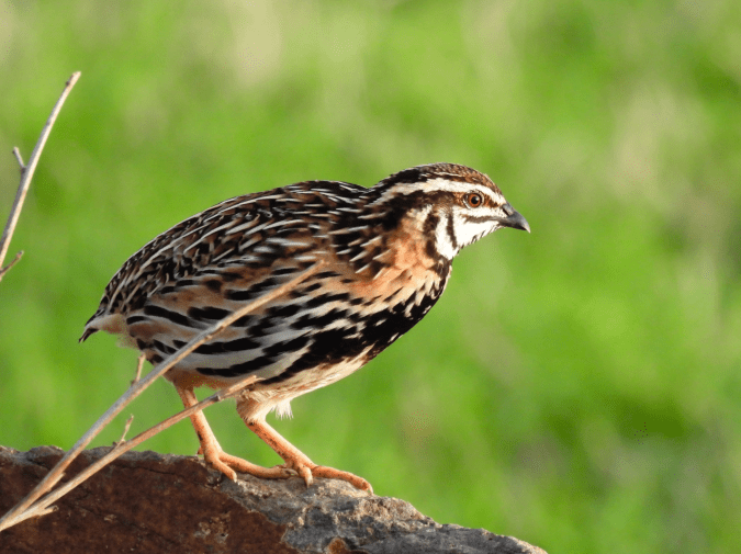 Rain Quail by Ramesh Desai - Organikos