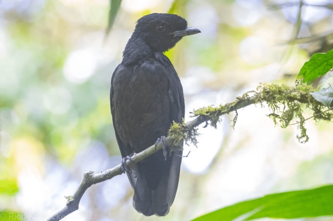 Bare-necked Umbrellabird by Richard Kostecke - Organikos
