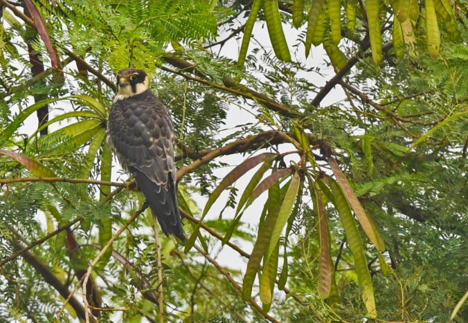 Eurasian Hobby by Puneet Dhar - organikos