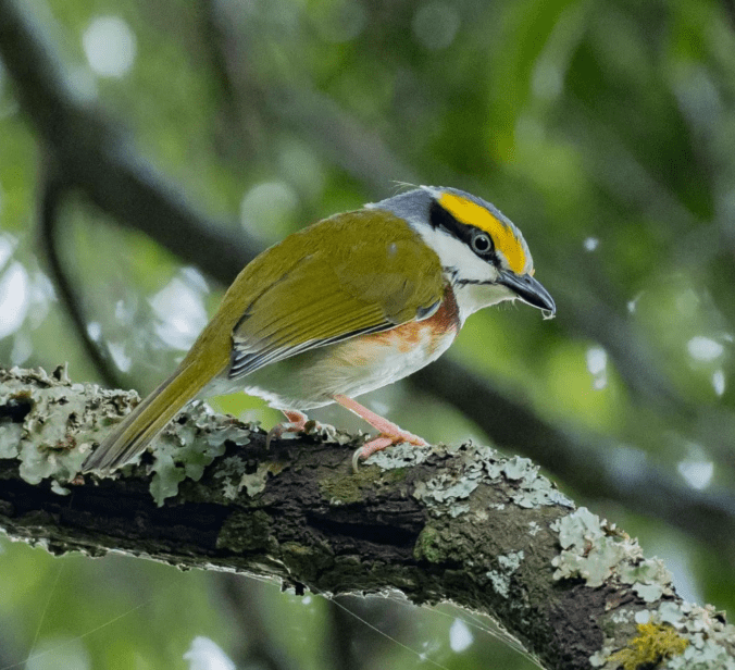 Chestnut-sided Shrike-Vireo by Daniel Aldana - Organikos