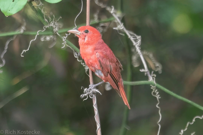 Summer Tanager by Richard Kostecke - Organikos