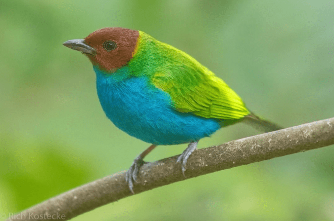 Bay-headed Tanager by Richard Kostecke - Organikos