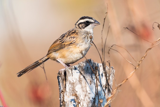 Stripe-headed Sparrow by Leander Khil - Organikos
