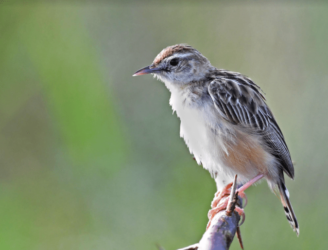Zitting Cisticola by Puneet Dhar - Organikos