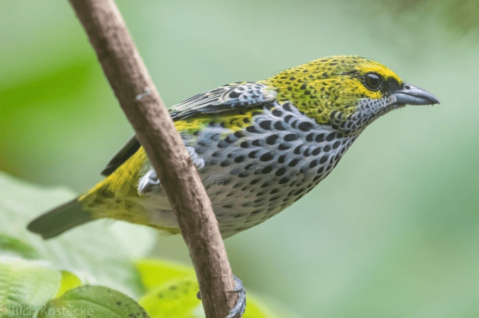 Speckled Tanager by Richard Kostecke - Organikos