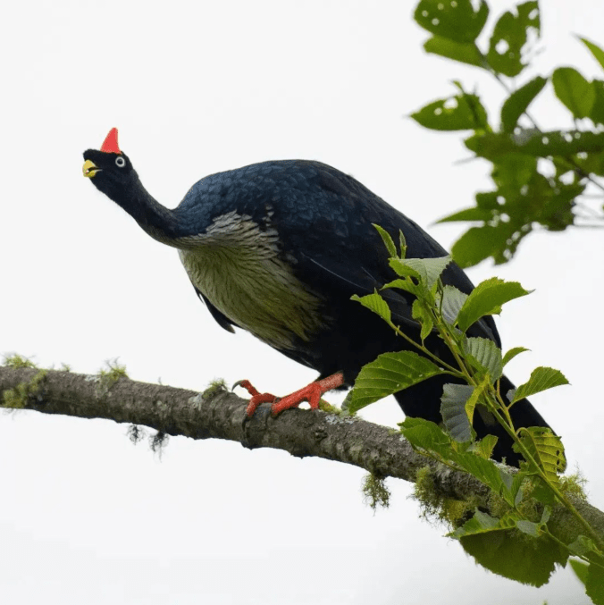 Horned Guan by Daniel Aldana - Organikos