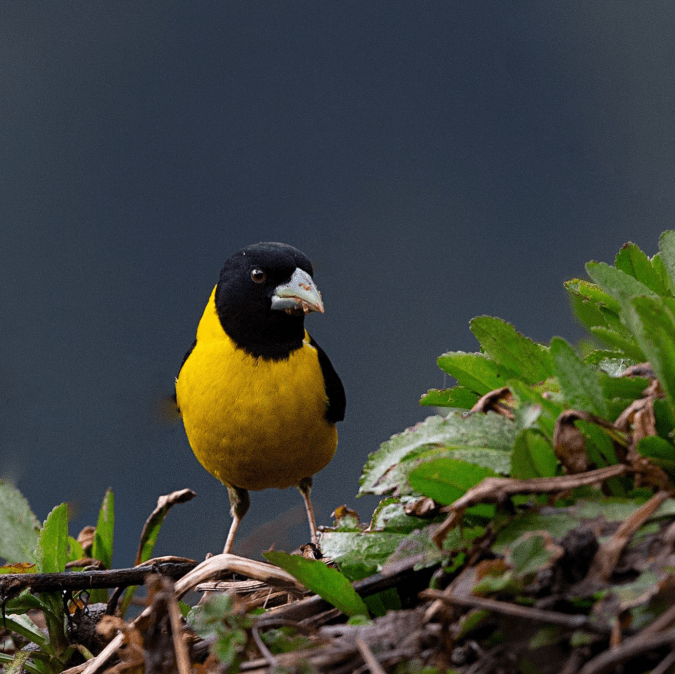 Collared Grosbeak by Gururaj Moorching - Organikos