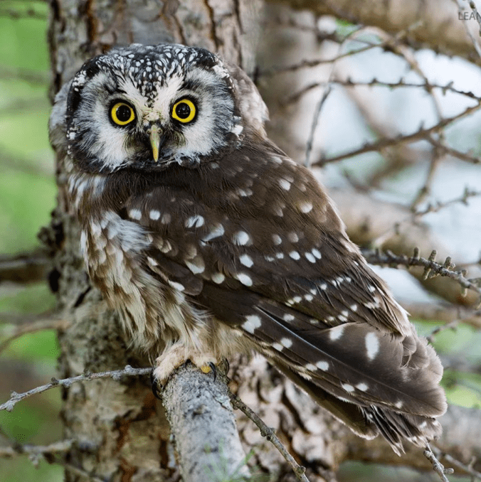 Tengmalm's Owl by Leander Khil - Organikos