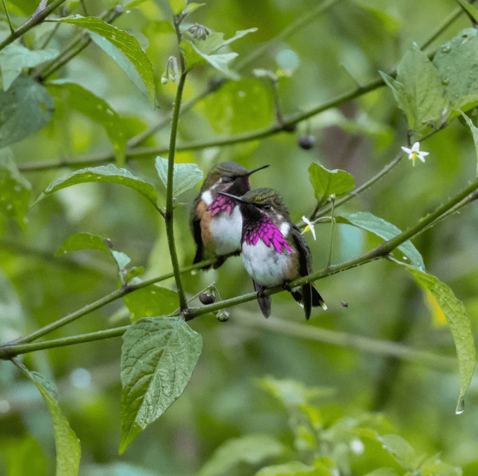 Wine-throated Hummingbird by Daniel Aldana - Organikos