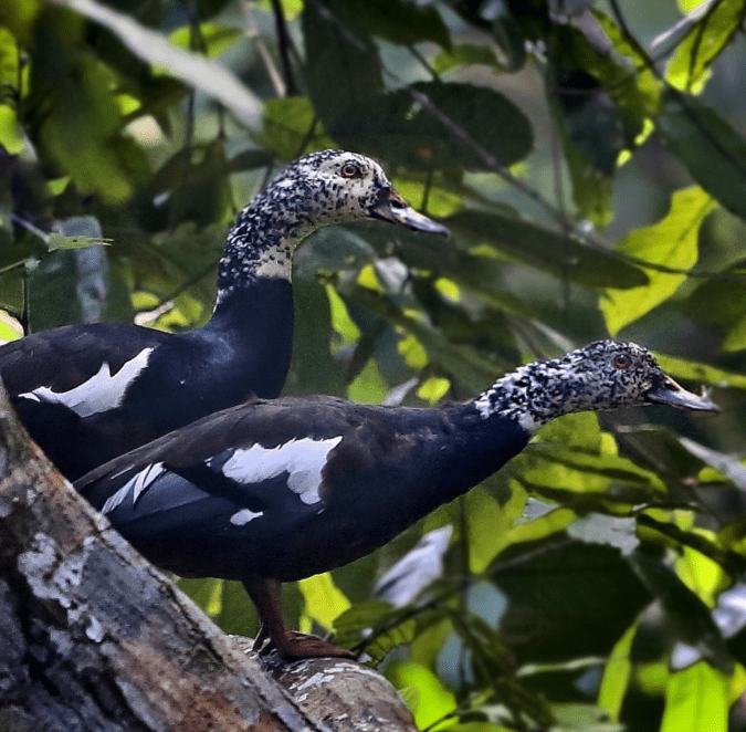 White-winged Duck by Gururaj Moorching - Organikos