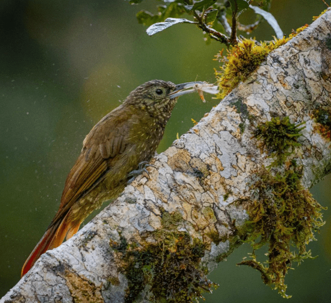 Montane Woodcreeper by Daniel Aldana - Organikos