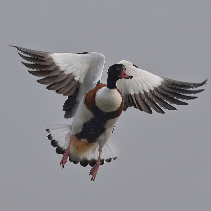 Common Shelduck by Gururaj Moorching - Organikos