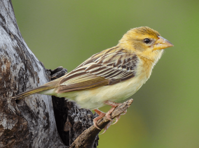 Baya Weaver by Ramesh Desai - Organikos