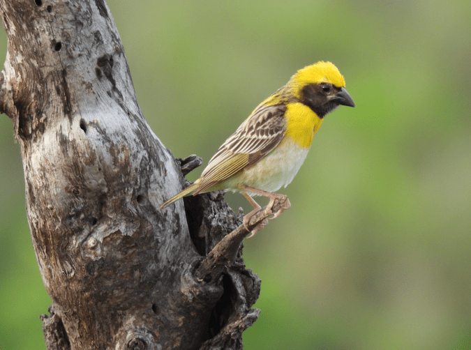 Baya Weaver by Ramesh Desai - Organikos