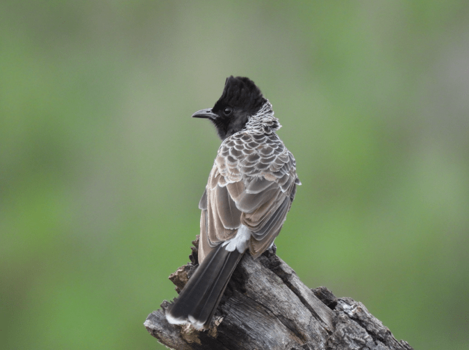 Red-vented Bulbul by Ramesh Desai - Organikos