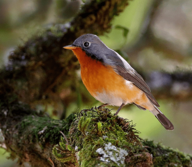 Kashmir Flycatcher by Gururaj Moorching - Organikos