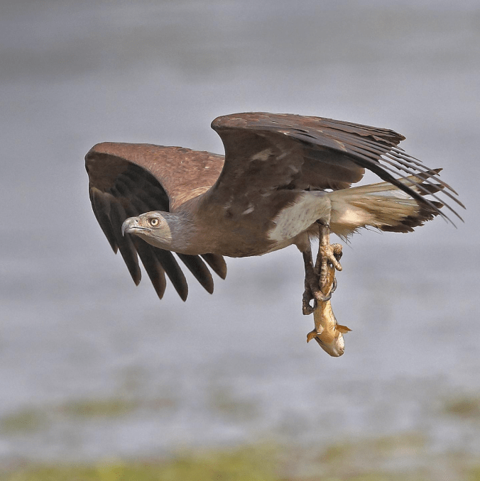 Grey-headed Fish Eagle by Gururaj Moorching - Organikos