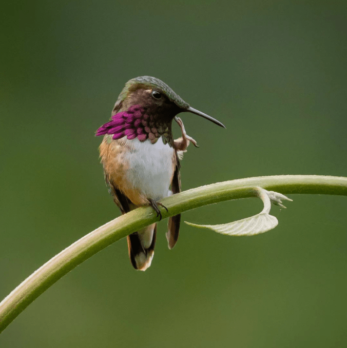 Wine-throated Hummingbird by Daniel Aldana - Organikos