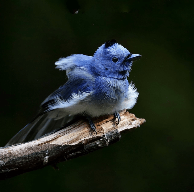 Black-naped Monarch by Gururaj Moorching - Organikos
