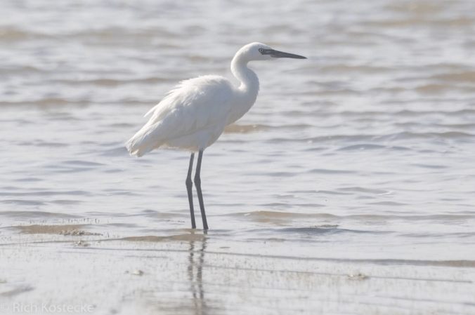 Reddish Egret by Richard Kostecke - Organikos