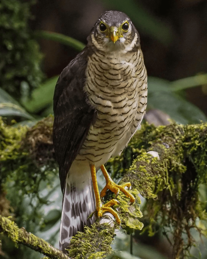 Barred Forest Falcon by Daniel Aldana - Organikos