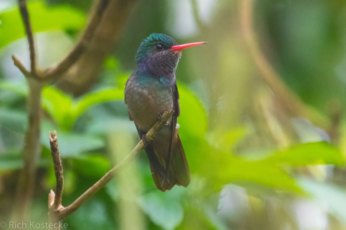Blue-throated Goldentail by Richard Kostecke - Organikos