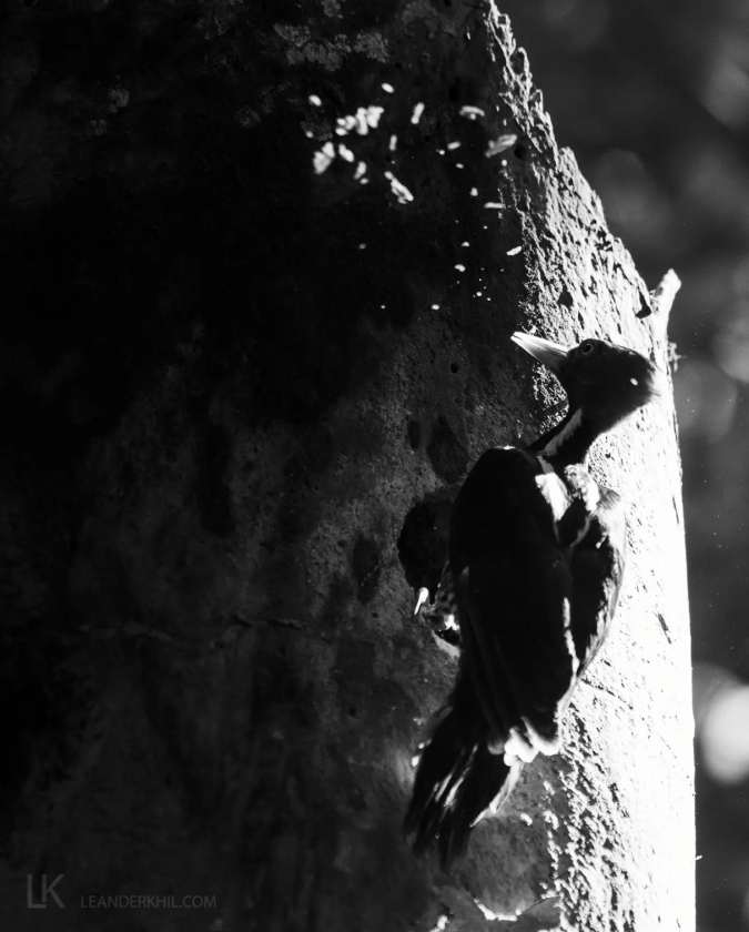 Pale-billed Woodpecker by Leander Khil - Organikos