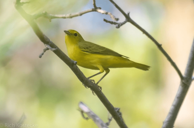 Yellow Warbler by Richard Kostecke - Organikos