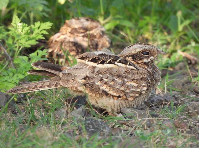 Indian Nightjar by Ramesh Desai - Organikos