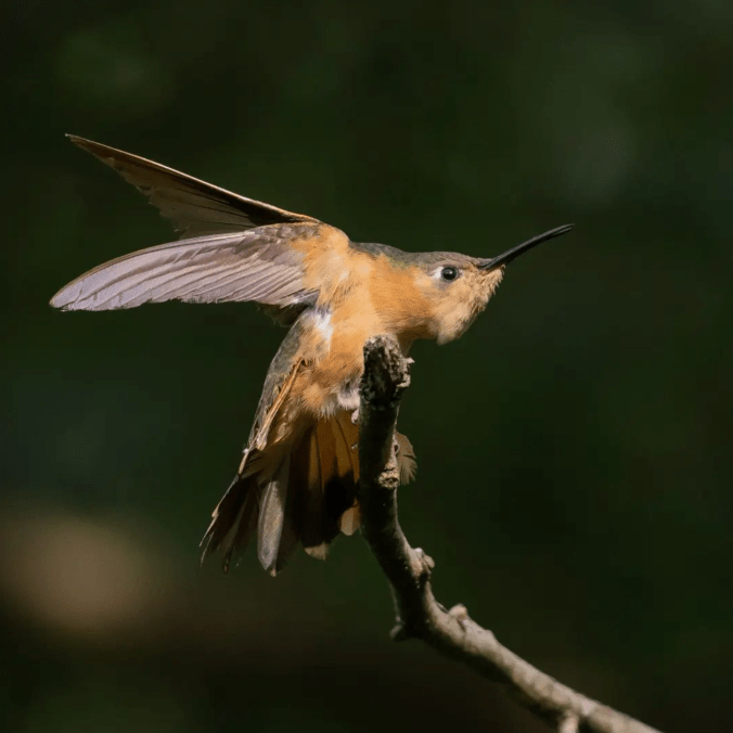 Rufous Sabrewing by Daniel Aldana - Organikos