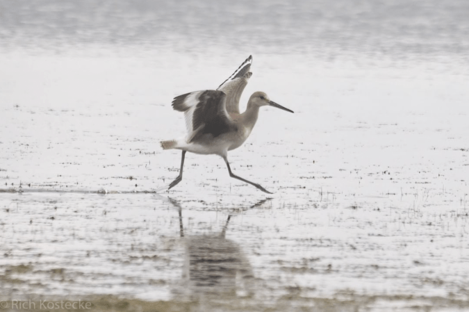 Willet by Richard Kostecke - Organikos