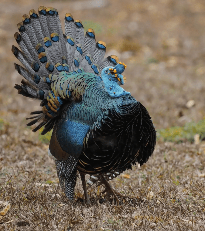 Ocellated Turkey by Daniel Aldana - Organikos