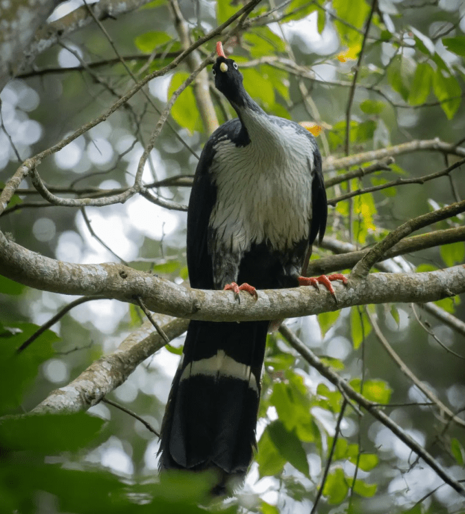Horned Guan by Daniel Aldana - Organikos