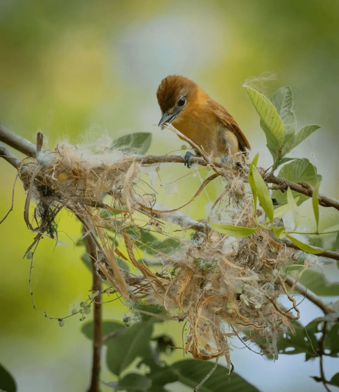 Cinnamon Becard by Daniel Aldana - Organikos