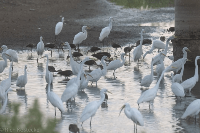 Great Egrets and White-faced Ibis by Richard Kostecke - Organikos
