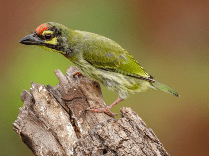 Coppersmith Barbet by Ramesh Desai - Organikos