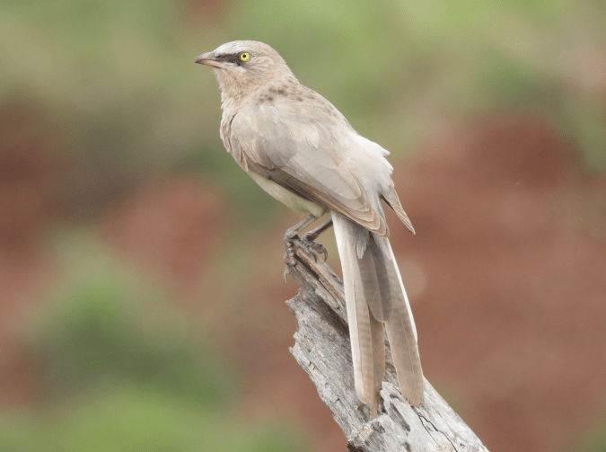 Large Grey Babbler by Ramesh Desai - Organikos