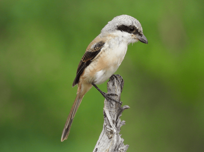 Long-tailed Shrike by Ramesh Desai - Organikos