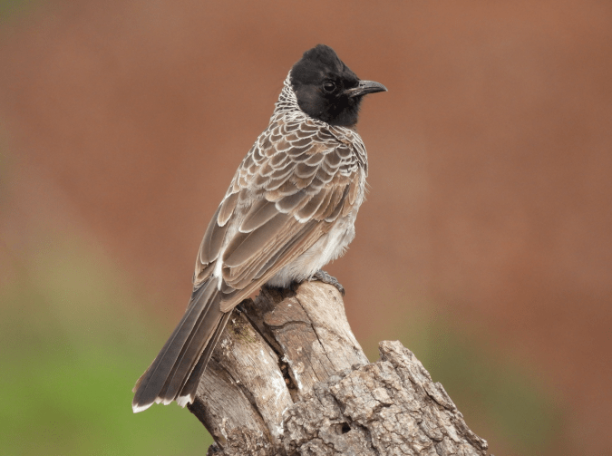 Red-vented Bulbul by Ramesh Desai - Organikos