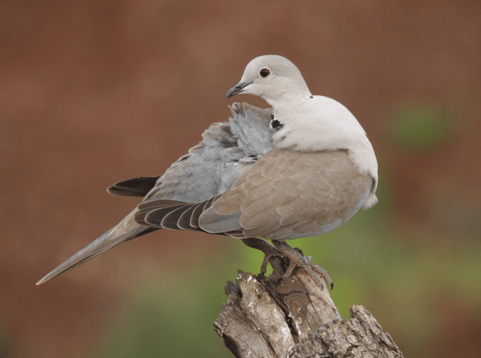 Eurasian Collared Dove by Ramesh Desai - Organikos