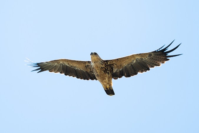 Tawny Eagle by Leander Khil - Organikos