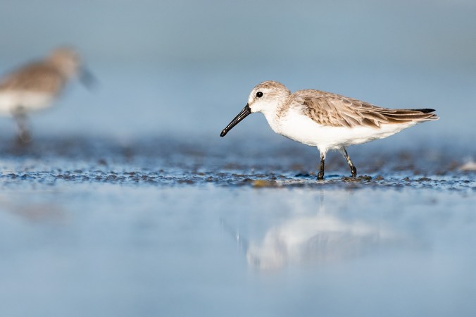 Western Sandpiper by Leander Khil - Organikos